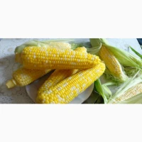 Продаємо з поля солодку кукурудзу Ракель, Харківська, Дніпропетровська обл