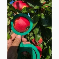 Продам яблука, Гала маст