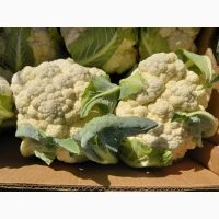 Продам цвітну капусту
