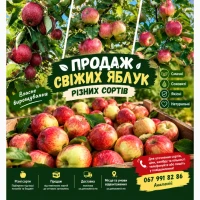 Продаж свіжих яблук різних сортів