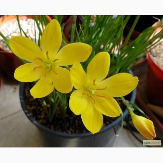 Цветы. луковицы Зефирантеса, белый, желтый, розовый. Лилия дождя. Выскочка