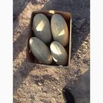 Продам Дыня Узбекские, сорт- Торпеда, оптом и в розницу