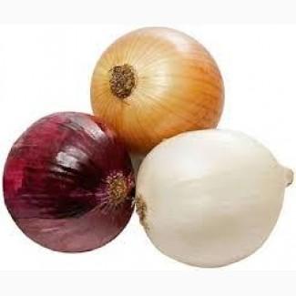 Купуємо цибулю