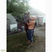 Продам робочого коня