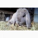 Продам кроликов французский баран