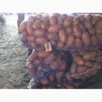 Продам товарный картофель Ред леди, Гранада