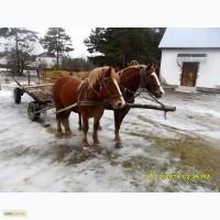 Продам пару коней