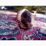 Продам морську свинку