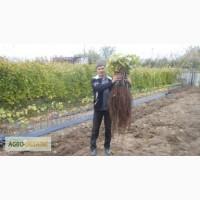Продам ПРИВИТЫЕ саженцы винограда