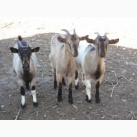 Продаю козочек и козликов