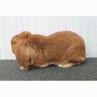 Продам кроликів