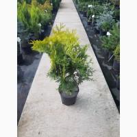 Туя західна #039;Санкіст#039; Thuja occidentalis #039;Sunkist
