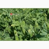 Горох 2 репродукцыя НС Мороз
