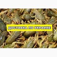 Продам живого речного рака от 10 кг