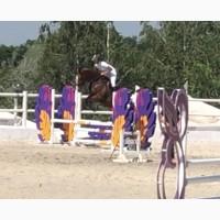 Продажа кобылы