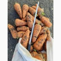 Продаем морковь