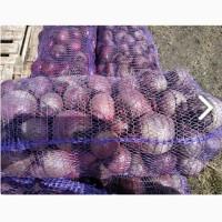 Продам свеклу