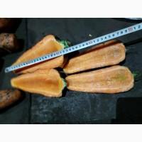 Морковь и буряк на корм