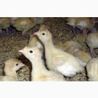 Індичата бройлерні тяжкого кросу БІГ-6 та Хайбрід. Угорщина