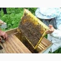 Продам пчелосемьи, пчелопакеты, матки, ульи. Личная пасека