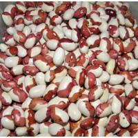 Квасоля продам. Купити квасолю опт від 5 т