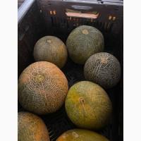 Дыня, сорт Берегиня, есть объемы
