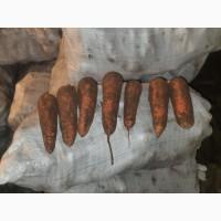 Продам моркву. 20т