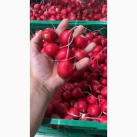 Продам редиску якість супер