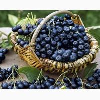 Продам Горобину чорну свіжу
