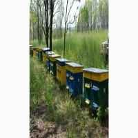 Продам бджолосім#039;ї. 30 сімей