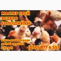 Курчата домашні добові кольорові - чорні, білі, червоні, жовті, голошийки, з чубчиками