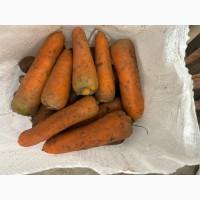 Продам моркву сорт кантон каскад