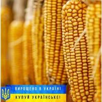 Насіння кукурудзи ЕС Юнкай, кремнисто-зубовидний гібрид, ФАО 320