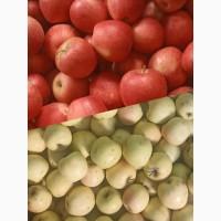 Продам яблука Пінова Голден