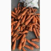 Продам Моркву