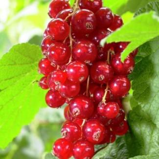 Саджанці смородини Асора (порічка)