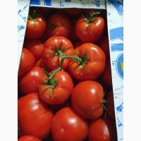 Tomatoes