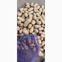 Продам товарну і посадкову картоплю гарної якості 25 тонн