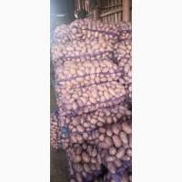 Продам товарну і посадкову картоплю гарної якості 25 тонн