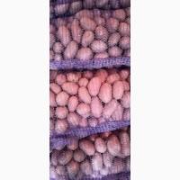 Продам товарну і посадкову картоплю гарної якості 25 тонн