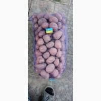 Продам товарну і посадкову картоплю гарної якості 25 тонн