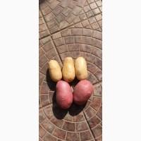 Продам товарну і посадкову картоплю гарної якості 25 тонн