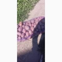 Продам товарну і посадкову картоплю гарної якості 25 тонн