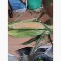 Продам солодку кукурудзу