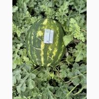 Продам Кавун сорт Каристан