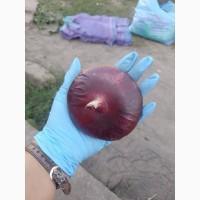 Цибуля ялтинська