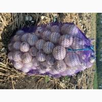 Цибуля Біла, Стерлінг, Цибуля МАРС, Цибуля Червона, Цибуля салатна Харківська область