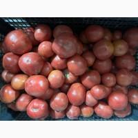 Продам помідор рожевий