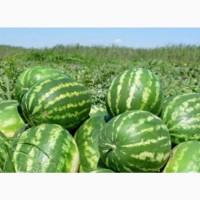 Продам кавун сорт Продюсер з поля оптом
