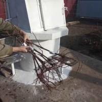 Саджанці винограду